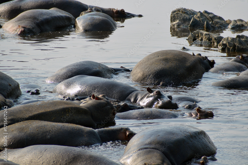 Fototapeta premium Africa, Tanzania, Segengeti, hippos' pool, closeup
