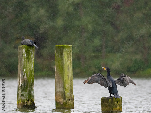 Kormoran im Regen