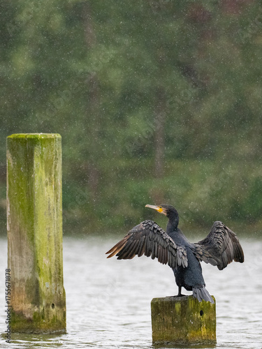 Kormoran im Regen
