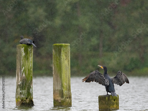 Kormoran im Regen