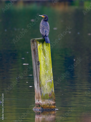 Ein Kormoran sitzt auf einem Holzstamm