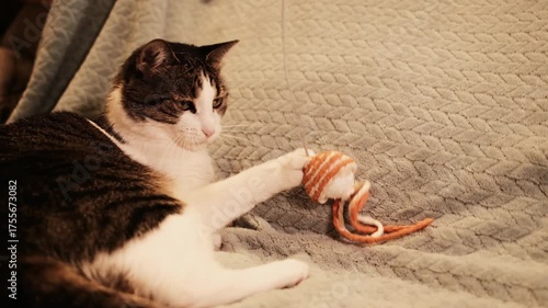Playful domestic cat lying on a textured beige blanket and watching a hanging toy with curiosity. Cozy indoor pet moment. 4k Horizontal footage
