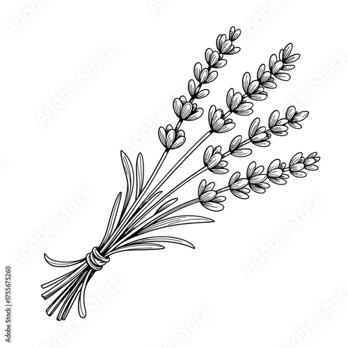 Vintage hand drawn lavender stems tied together with string