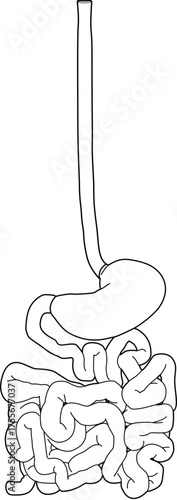 人体の消化器官