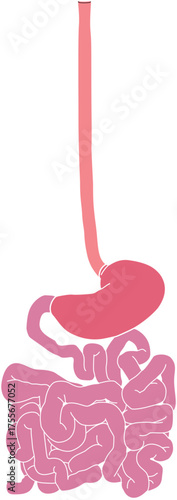 人体の消化器官