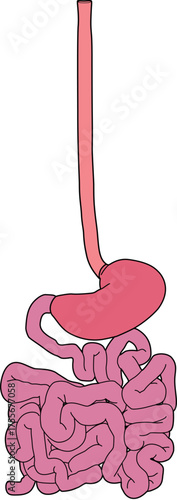 人体の消化器官