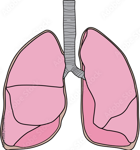 人体の肺
