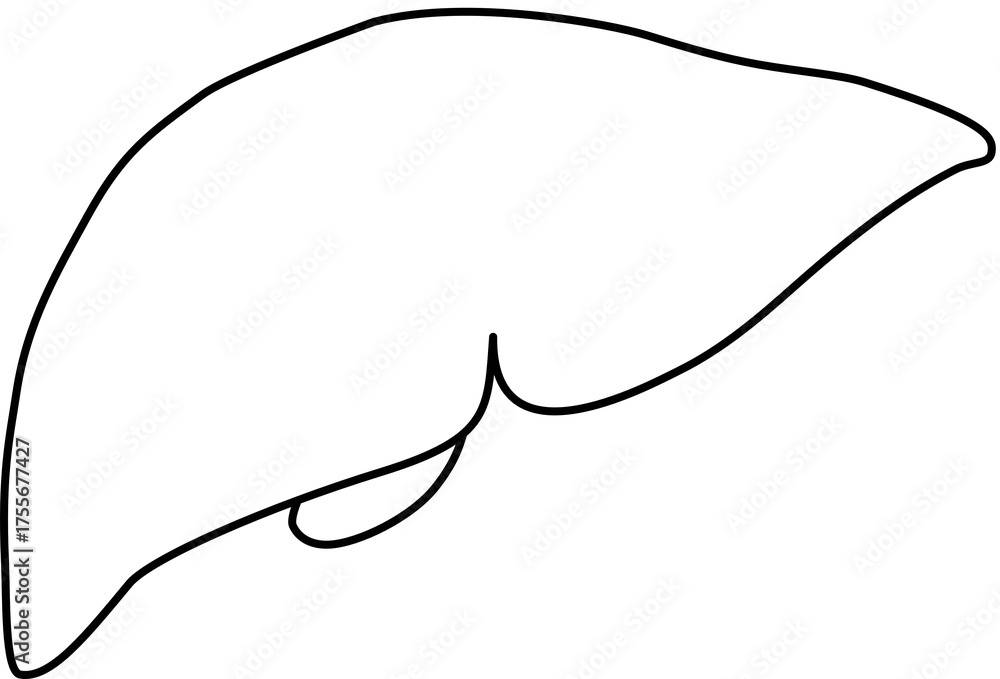 Fototapeta premium 人体の肝臓