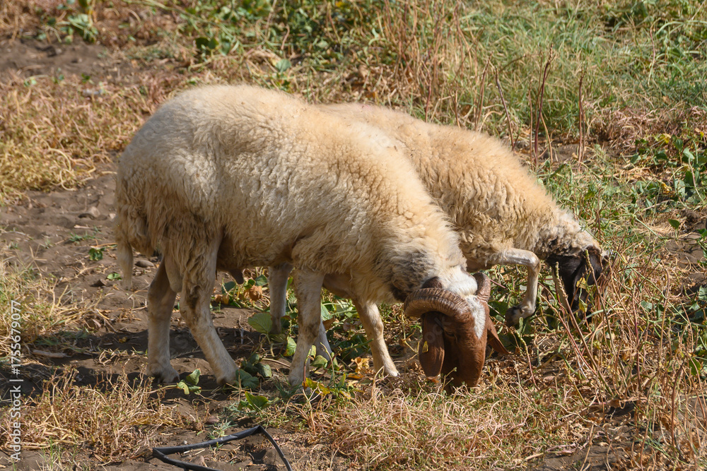Fototapeta premium Sheep grazing on a sunny day at a Northern Cyprus farm