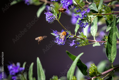 In the garden - a bee flying around a blue-purple flower
