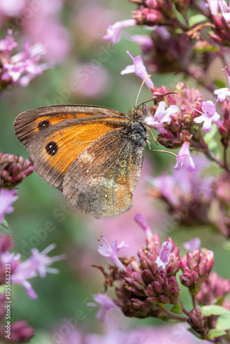 Close-up of a Gatekeeper Butterfly (Pyronia tithonus) on Oregano (Origanum laevigatum 'Herrenhausen')