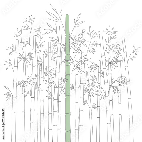 A bamboo plant drawing isolated on white background, featuring a central green stalk surrounded by delicate leaves and branches in a serene composition