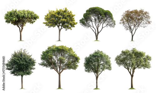 Eight trees showing slight variations, isolated on black