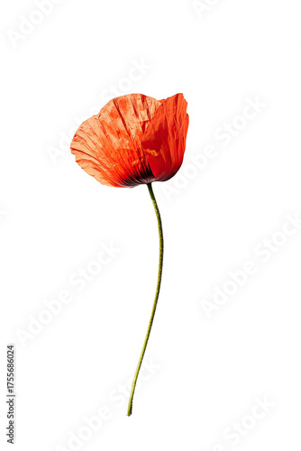 Solo red poppy blooms, angled on a slender stem