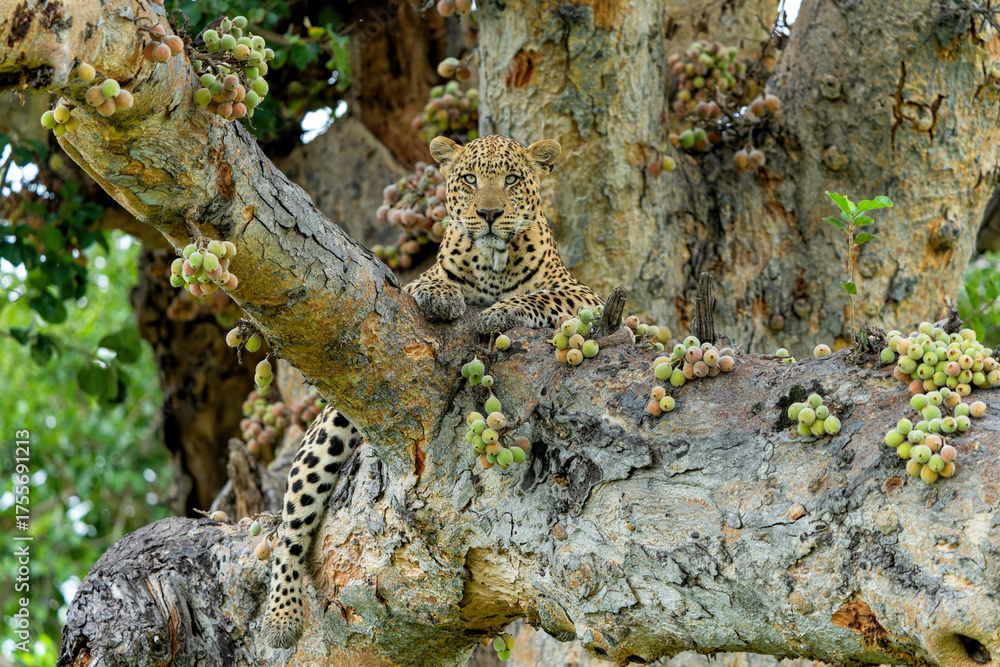 Obraz premium Leopard (Panthera pardus) hanging around and looking for prey in the Okavango Delta in Botswana 