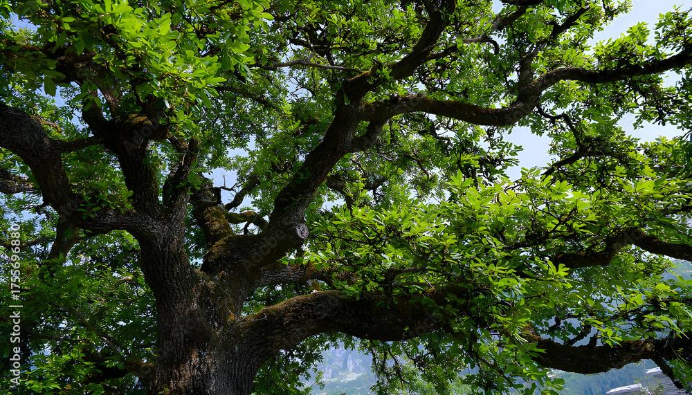 Fototapeta premium Tree outdoors nature plant.