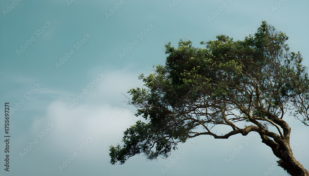 Obraz premium Tree outdoors nature plant.