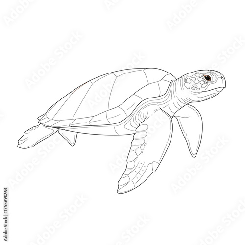 A sea turtle isolated on white background, gracefully swimming, showcasing its shell and flippers, embodying marine life, and symbolizing longevity and resilience