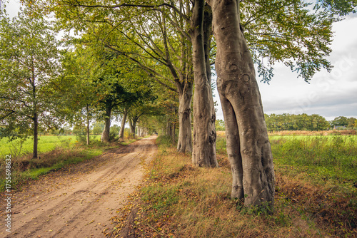 Unpaved road with wheel tracks on a cloudy autumn day. Tall trees line the road. The photo was taken in the Dutch province of North Brabant.