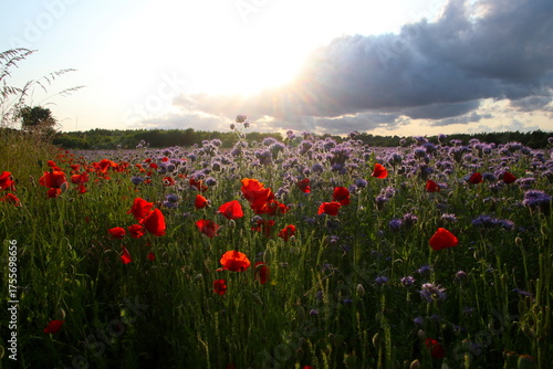 Blooming meadowred poppies	and blue phacelia in the late sunlight