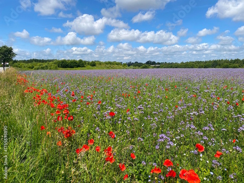 Flowerfield and the road out of the small town on a summerday
