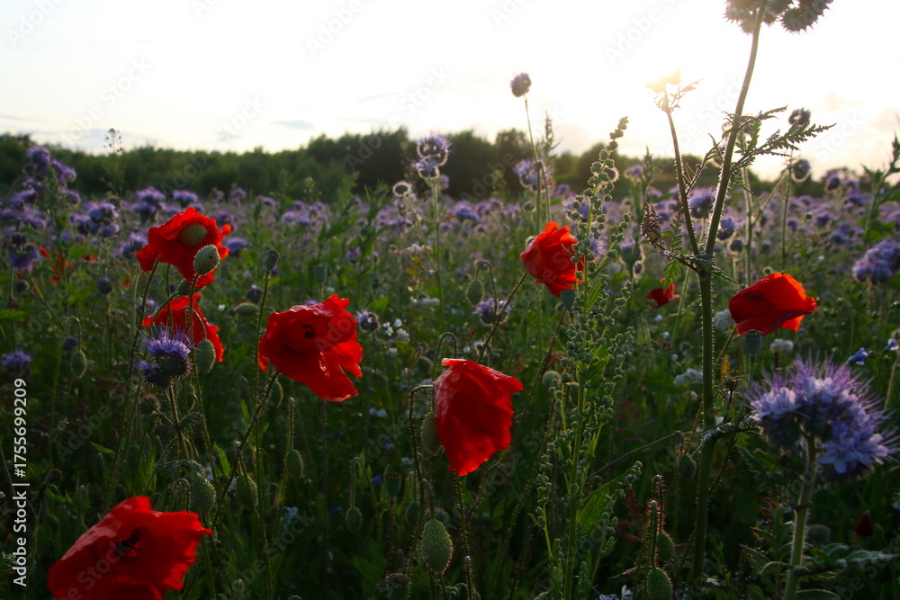 Obraz premium Poppies and Phacelia in Summer Bloom so lovely
