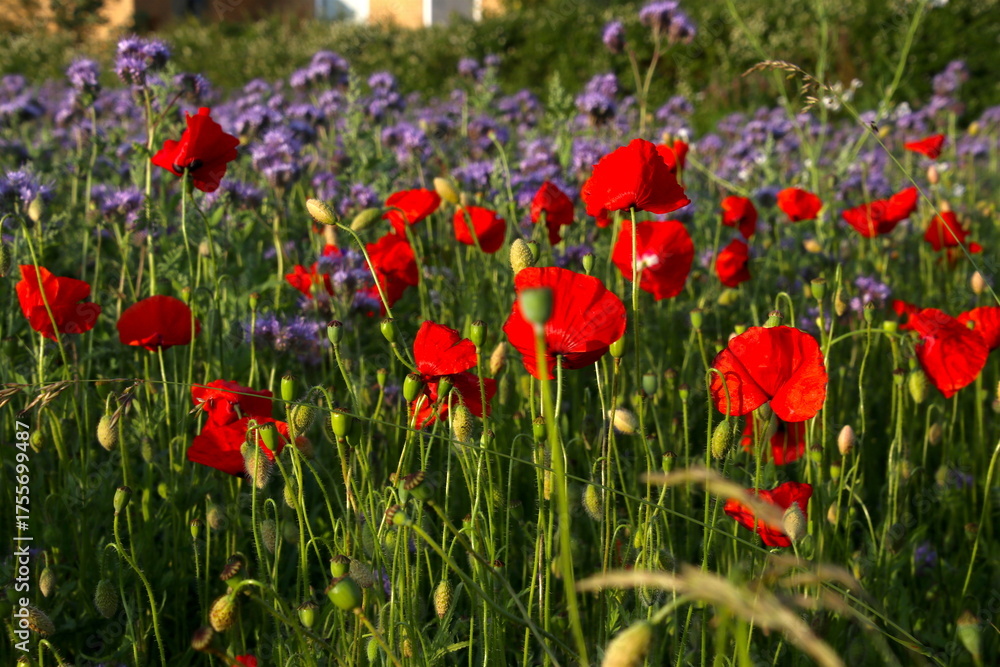 Obraz premium Summer Vibes in Blooming Colors with poppies and honeysuckle