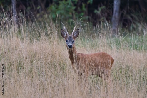 A beautiful roebuck stands in tall dry grass and looks at the camera. Portrait of a roe deer in the nature habitat. Capreolus capreolus