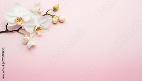 Elegant White Orchid Blossoms on Soft Pink Background for Floral Decoration
