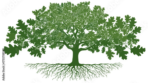 Silhouette of a large oak tree with spreading branches and exposed roots