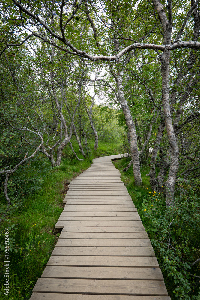 Obraz premium Thingvellir national park and arctic birch in Iceland