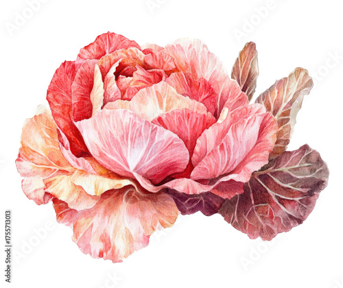 carnation flower isolated on white