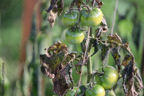 Green Zebra tomatoes on plant after autumn frost