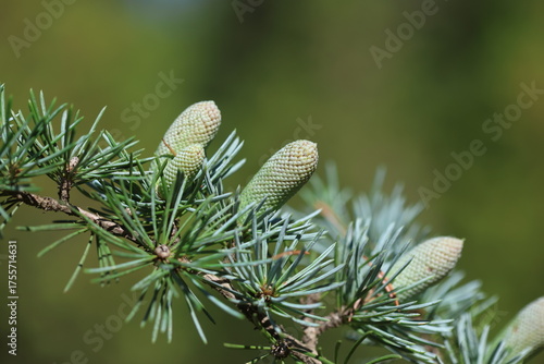 cones of Cedrus atlantica, known as Atlantic cedar or Blue Atlas cedar tree
