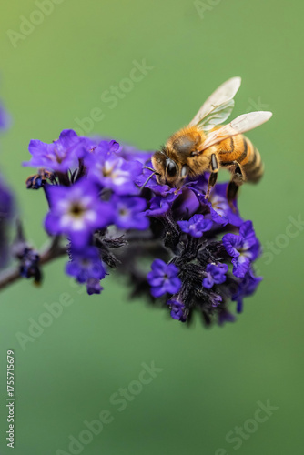 Fotografie Bee on purple flower