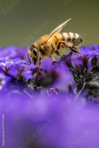 Fototapeta Bee, honeybee, on purple flower closeup