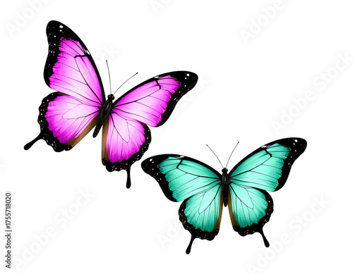  Two butterflies isolated on a white background 