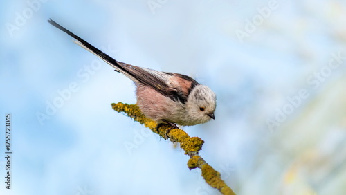 bird on a branch
