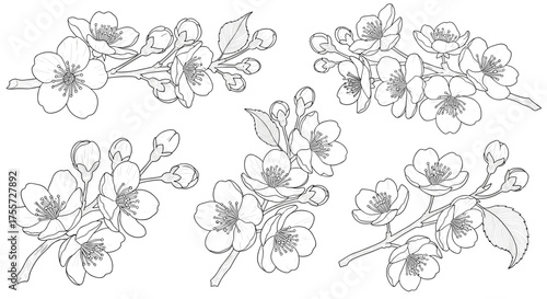 Delicate spring cherry blossom branches in a detailed line art style.