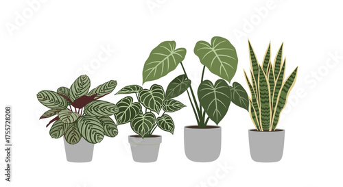 A collection of four common houseplants in grey pots on a white background.