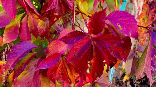 Close-up of rich red and purple autumn leaves, gently swaying in the wind, vibrant natural background, video footage.