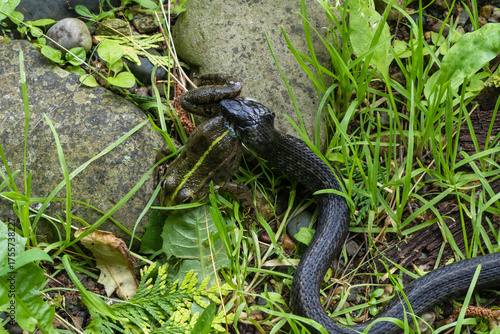 Grass snake (Natrix natrix Persa), a ringed snake or water snake, has grabbed frog by hind leg and is gliding through lush green grass near rocky area, blending in with its surroundings.