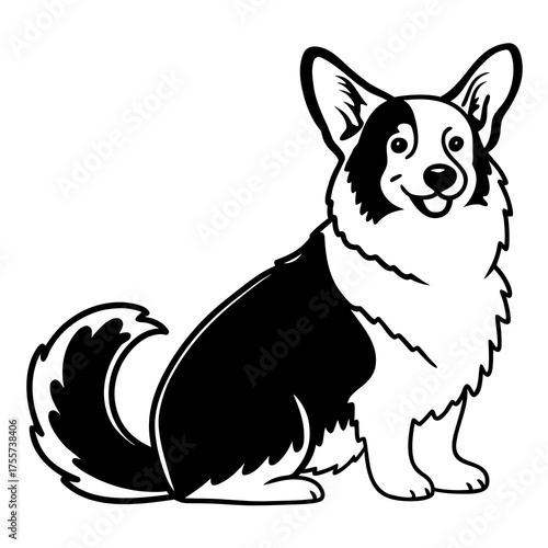 welsh corgi breed dog sitting on a white background