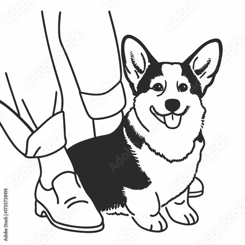 welsh corgi breed dog sitting on a white background