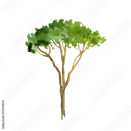 watercolor illustration of green pine tree, fir and cypress tree, hand drawn Italian pine, sketch of forest tree, foliage and park on white background or landscape design plan, nature pictures