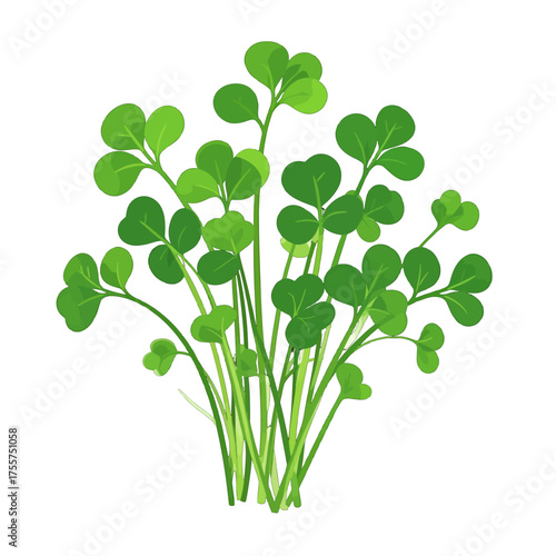 Isolated Four Leaf Clover Plant with Rounded Green Leaves and Thin Stems Against a Clean White Backdrop, Digital Illustration