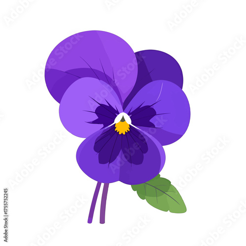 Close Up of a Purple Pansy Flower with Yellow Center on White Background