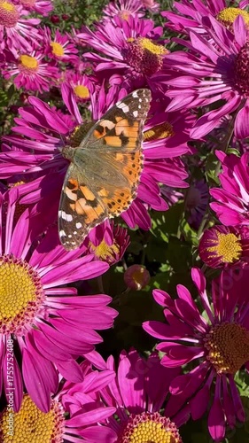 Vanessa butterfly sits on a pink chrysanthemum flower in a park, in the garden. Flowers bushes. For video presentation, advertising, background. Summer autumn vibes