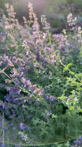 Cat Mint. Catnip purple flowers bloom in the garden illuminated by the golden rays of the setting sun. Green Leaves. Natural Flora. Terraced bed. Close up. Bloom greenery Background. For advertising.