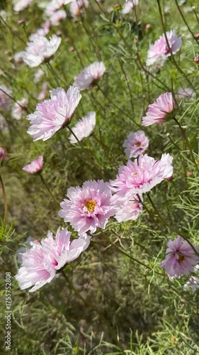 Bright pink flower. Garden Cosmos flowers. Green Leaves. Natural Flora. Terraced bed. Close up. Bloom greenery Background. Household farming. Summer sun. For video presentation, advertising. Vertical.